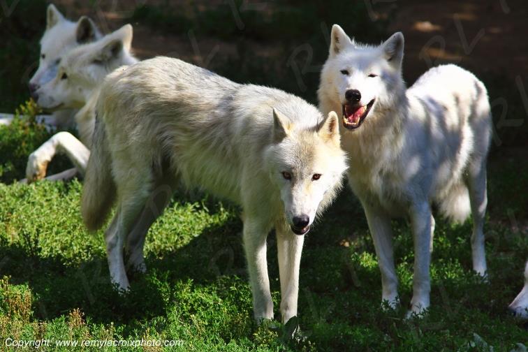 Loups du G�vaudan Loz�re Occitanie France www.remylacroixphoto.com