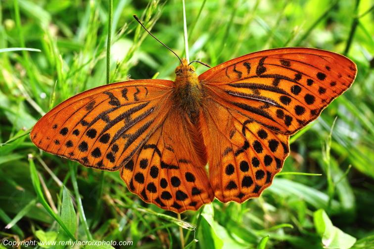 Papillon Tabac d'Espagne Argynnis paphia insectes Champagne Berrichonne Cher Berry Val de Loire www.remylacroixphoto.com