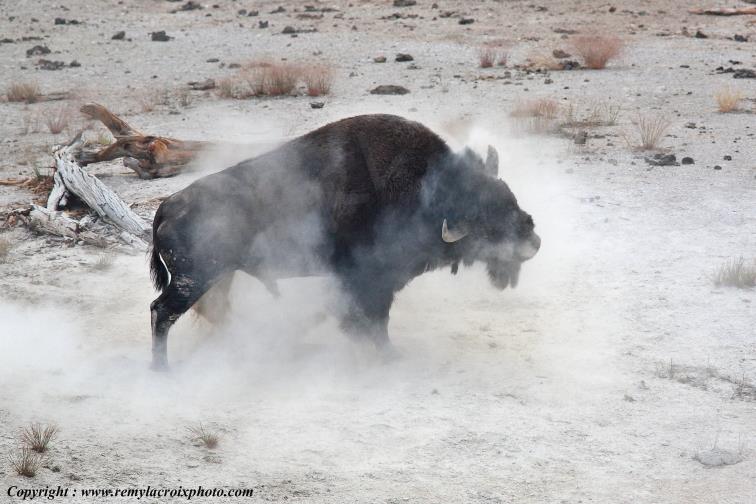 Bisons North American Buffaloes Hayden Valley Yellowstone National Park Wyoming USA www.remylacroixphoto.com