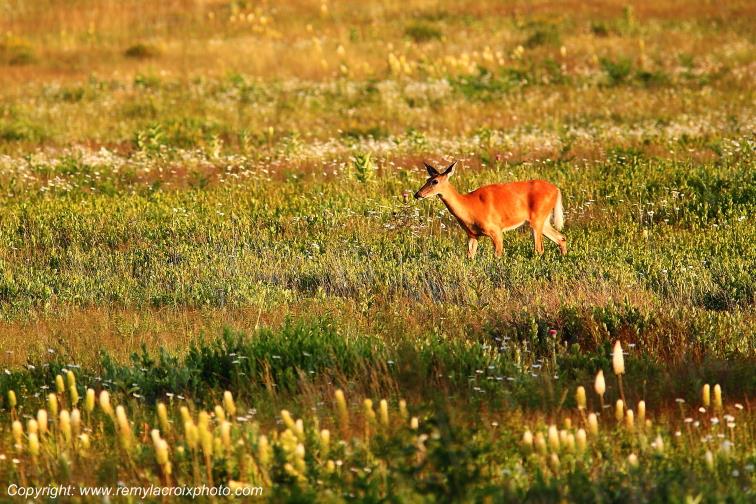 Big Meadows Deer Shenandoah National Park Virginia Virginie USA www.remylacroixphoto.com