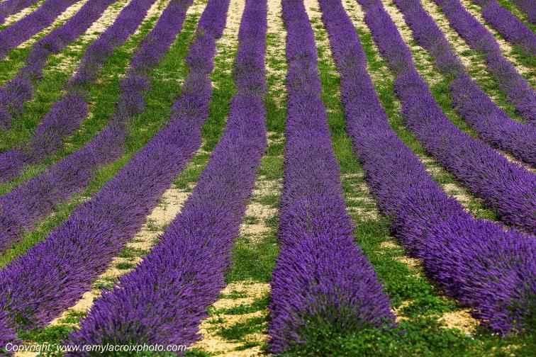 Revest du Bion Mont Ventoux Lavande Alpes de Haute-Provence PACA France www.remylacroixphoto.com