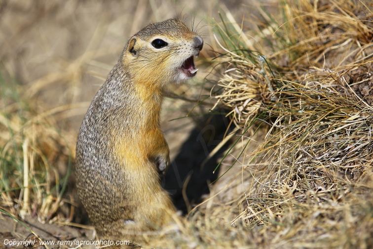Prairie dog Chien de prairie Castle Butte Saskatchewan Canada www.remylacroixphoto.com