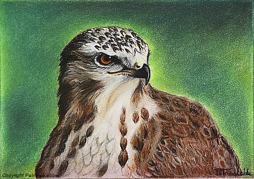 Buse variable. Dessin crayons pastels, 20x28 cm