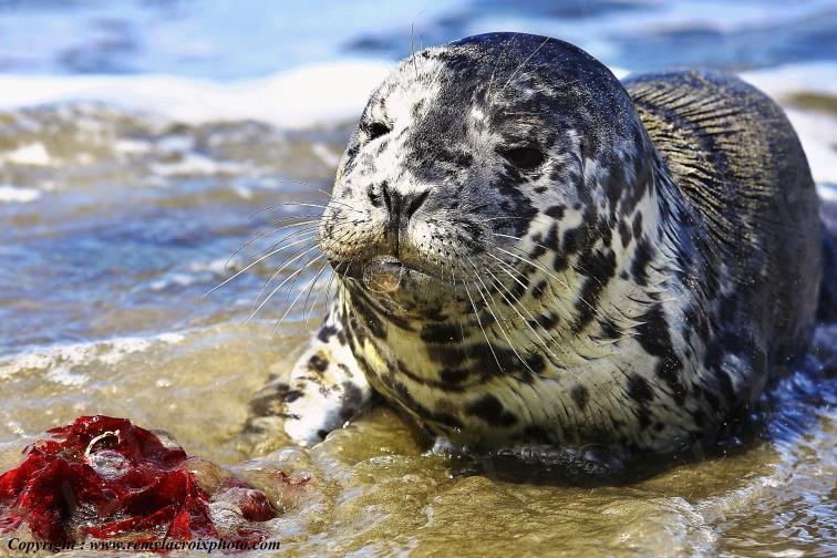 B�b� phoque commun Dungeness Wildlife refuge Washington USA www.remylacroixphoto.com