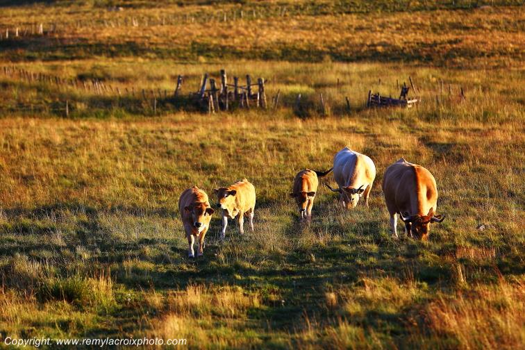 Col de Bonnecombe Aubrac Loz�re Languedoc-Roussillon Occitanie France www.remylacroixphoto.com