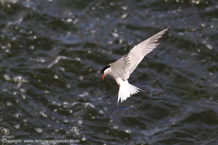 Sterne Naine en vol au dessus de la Loire Centre Val de Loire France www.remylacroixphoto.com