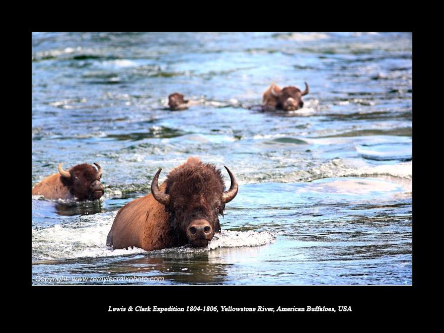 Lewis & Clark Expedition 1804-1806 Yellowstone River North American Buffaloes USA