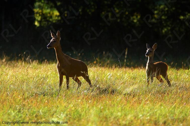Chevreuils chevrette et son faon Tranzault Indre Centre Val de Loire France www.remylacroixphoto.com
