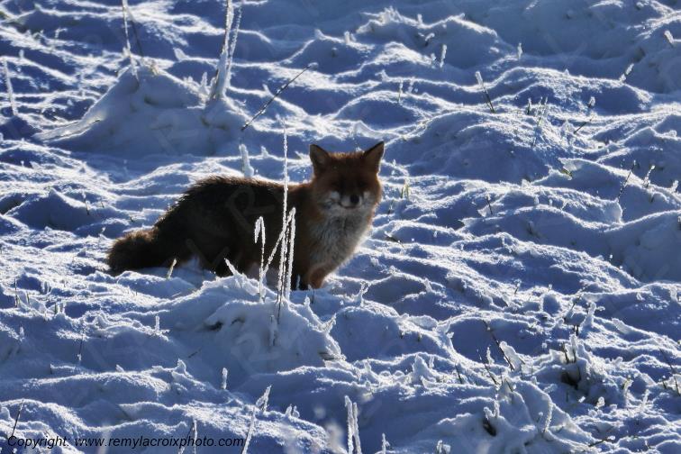 Renard Roux Val de Bouzanne Indre Berry Centre Val de Loire France www.remylacroixphoto.com