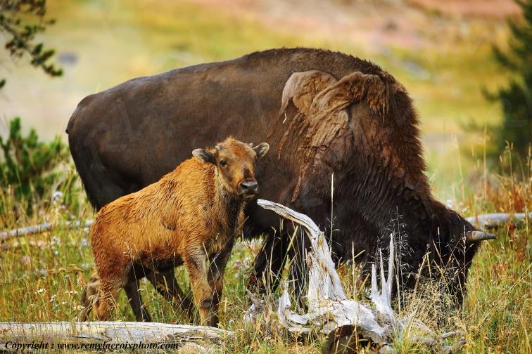 Bisons North American Buffaloes Hayden Valley Yellowstone National Park Wyoming USA www.remylacroixphoto.com