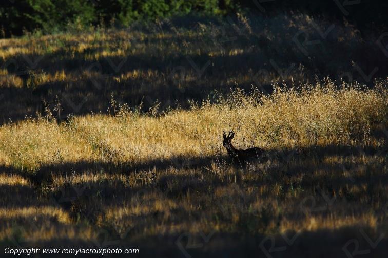 Chevreuil brocard Tranzault Indre Centre Val de Loire France www.remylacroixphoto.com