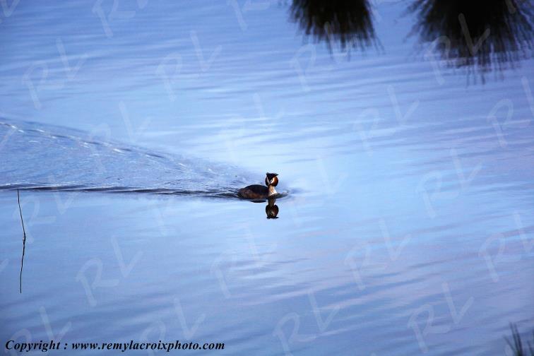 Etang Foucault gr�be hupp� parc naturel r�gional de la Brenne Indre Berry Centre Val de Loire France