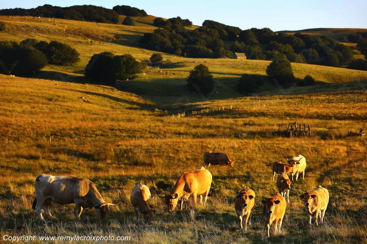 Col de Bonnecombe Aubrac Loz�re Languedoc-Roussillon Occitanie France www.remylacroixphoto.com