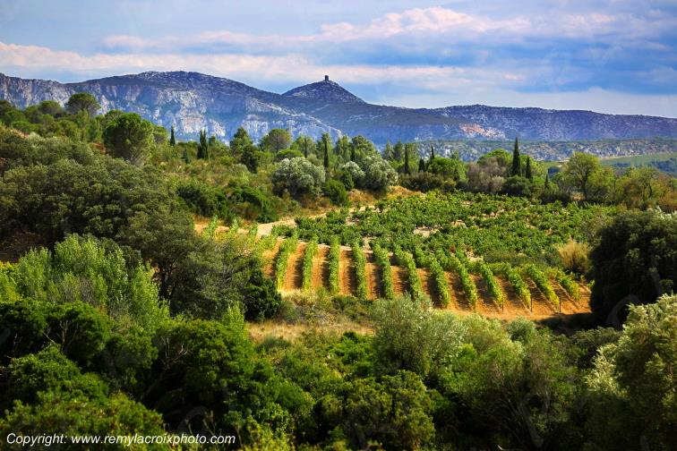 La Tour del Far vignoble du Haut Fitou Corbi�res Aude France