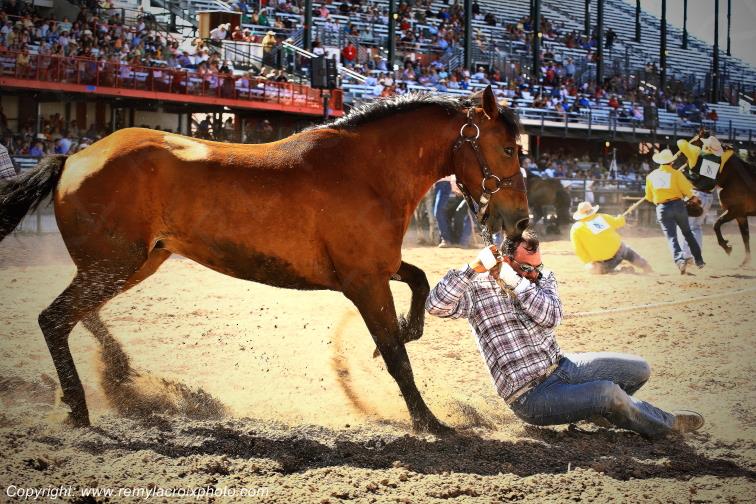 Rodeo Cheyenne Frontier Days Wild Horses Race Wyoming USA www.remylacroixphoto.com