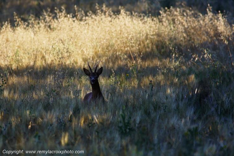 Chevreuil brocard Tranzault Indre Centre Val de Loire France www.remylacroixphoto.com