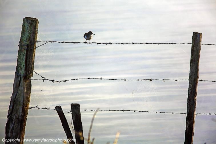 Etang Foucault petit gravelot parc naturel r�gional de la Brenne Indre Berry Centre Val de Loire France