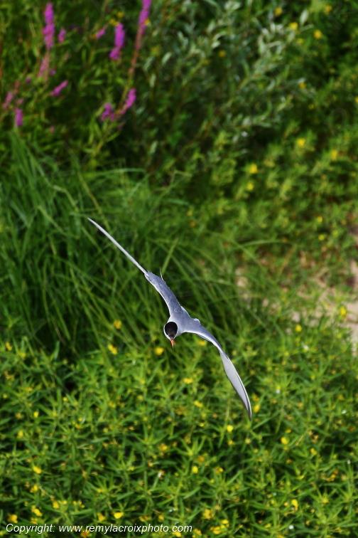 Sterne Naine en vol au dessus de la Loire Centre Val de Loire France www.remylacroixphoto.com