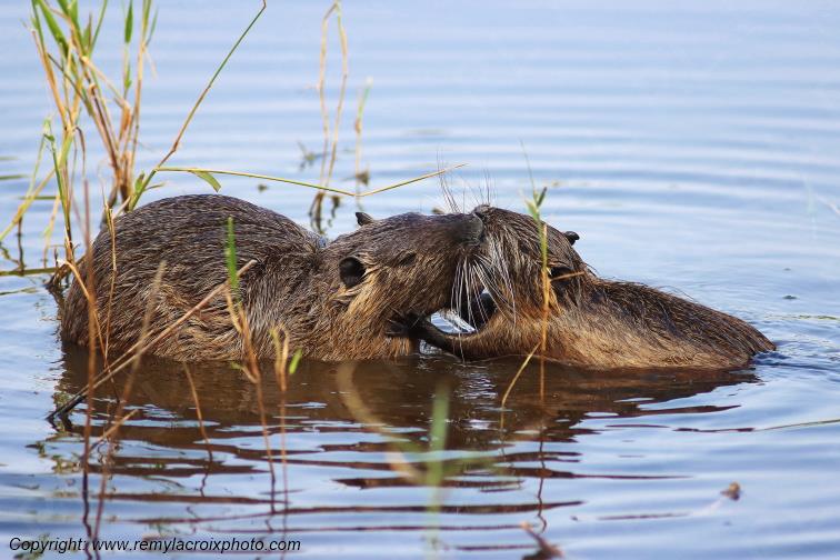 Ragondins Parc Naturel R�gional de la Brenne Indre Berry Centre Val de Loire France www.remylacroixphoto.com
