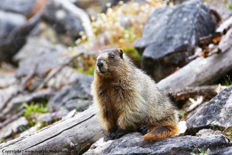 Marmotte marmot Kootenay National Park British Columbia Canada www.remylacroixphoto.com
