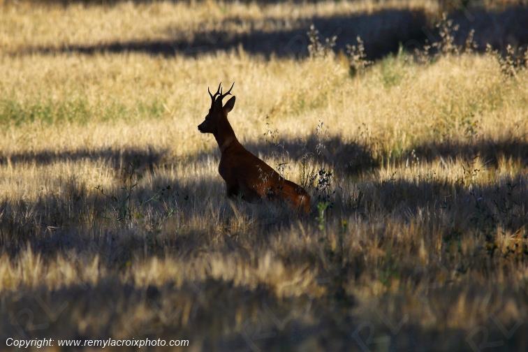 Chevreuil brocard Tranzault Indre Centre Val de Loire France www.remylacroixphoto.com