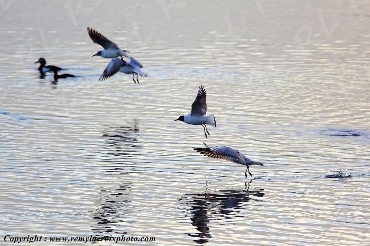 Etang Foucault parc naturel r�gional de la Brenne Indre Berry Centre Val de Loire France