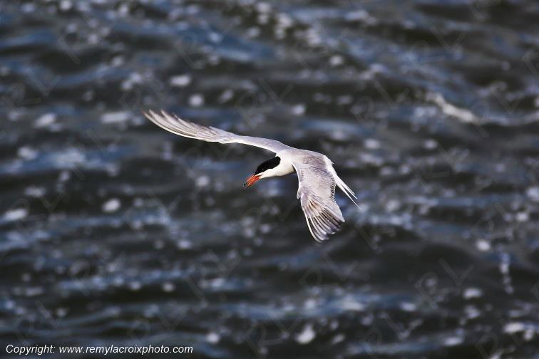 Sterne Naine en vol au dessus de la Loire Centre Val de Loire France www.remylacroixphoto.com