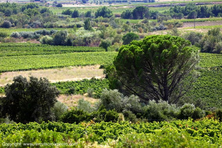Vignoble du Haut Fitou Corbi�res Aude France
