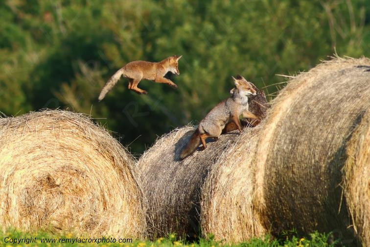 Renarde et ses renardeaux renards roux Val de Bouzanne Indre Berry Centre Val de Loire France www.remylacroixphoto.com