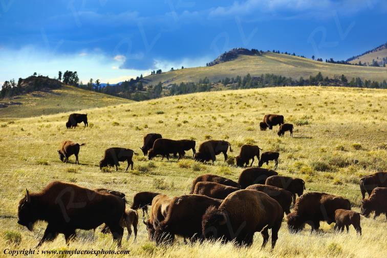 Bisons North American Buffaloes Tower Roosevelt Yellowstone National Park Wyoming USA www.remylacroixphoto.com
