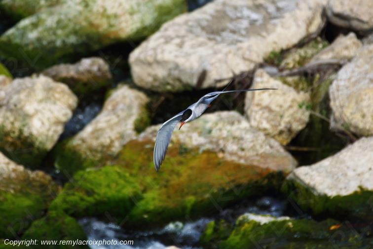 Sterne Naine en vol au dessus de la Loire Centre Val de Loire France www.remylacroixphoto.com