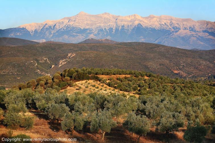 Oliveraie Geraki P�loponn�se Gr�ce Greece www.remylacroixphoto.com