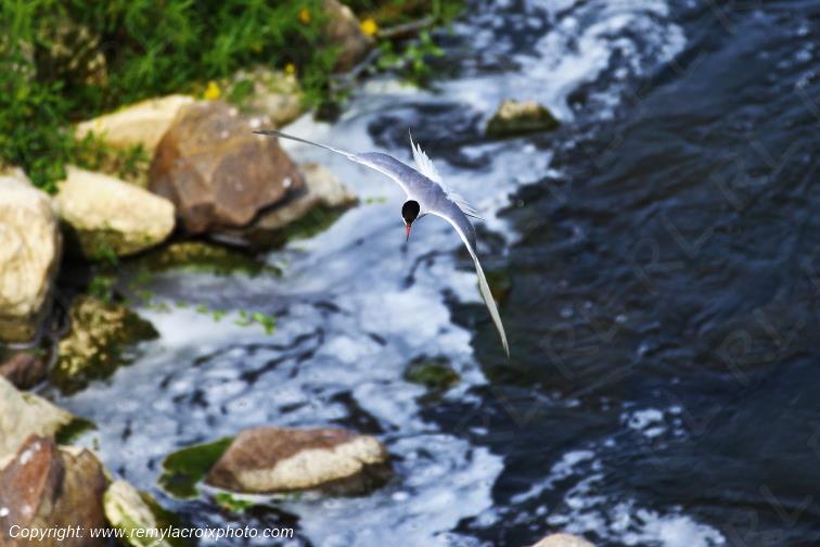 Sterne Naine en vol au dessus de la Loire Centre Val de Loire France www.remylacroixphoto.com