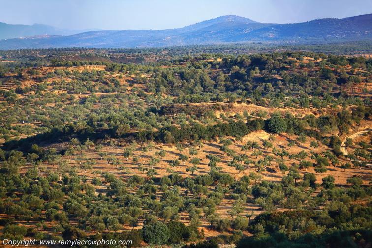 Oliveraie Geraki P�loponn�se Gr�ce Greece www.remylacroixphoto.com