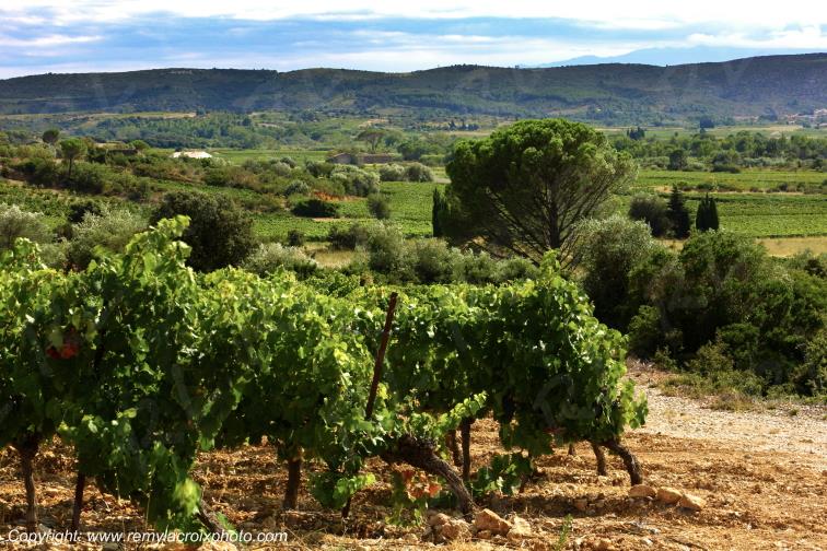 Vignoble du Haut Fitou Corbi�res Aude France