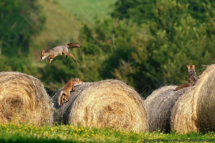 Renarde et ses renardeaux renards roux Val de Bouzanne Indre Berry Centre Val de Loire France www.remylacroixphoto.com