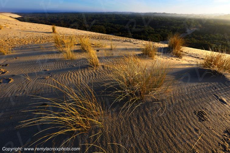 Dune de La Coubre C�te Sauvage Charente-Maritime France
