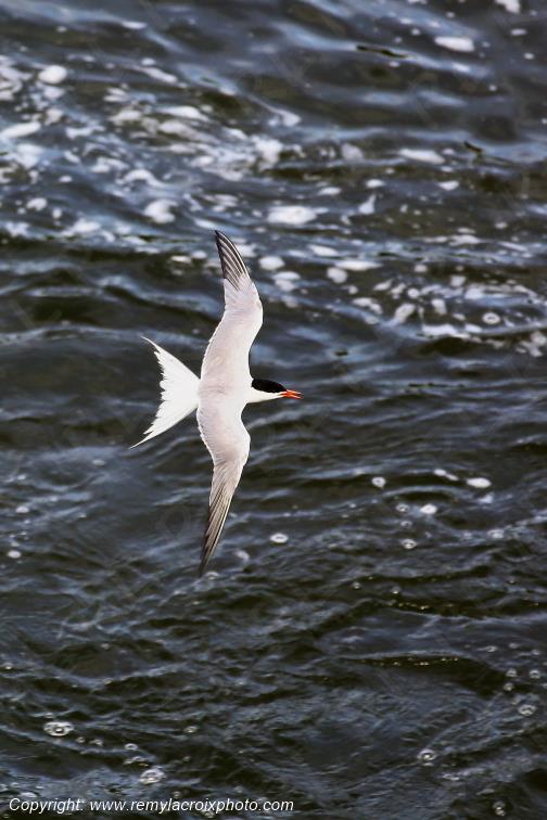 Sterne Naine en vol au dessus de la Loire Centre Val de Loire France www.remylacroixphoto.com