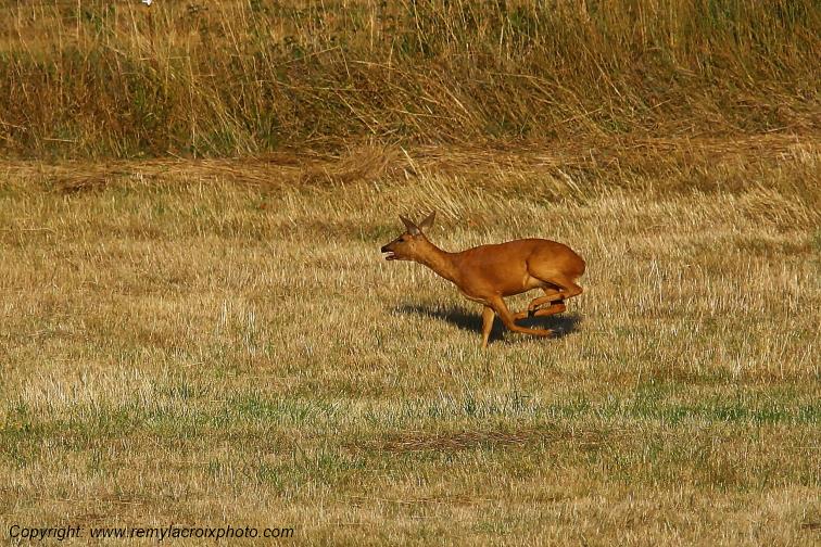 Chevreuil  Tranzault Indre Centre Val de Loire France www.remylacroixphoto.com