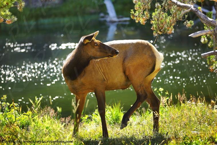 Wapiti Yellowstone National Park Wyoming USA www.remylacroixphoto.com