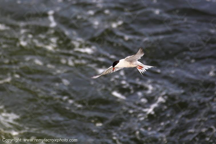 Sterne Naine en vol au dessus de la Loire Centre Val de Loire France www.remylacroixphoto.com