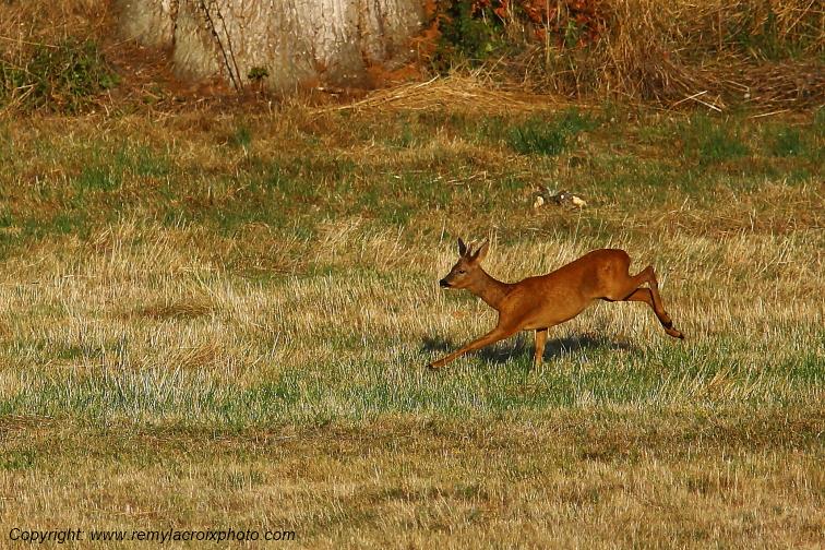 Chevreuil Tranzault Indre Centre Val de Loire France www.remylacroixphoto.com
