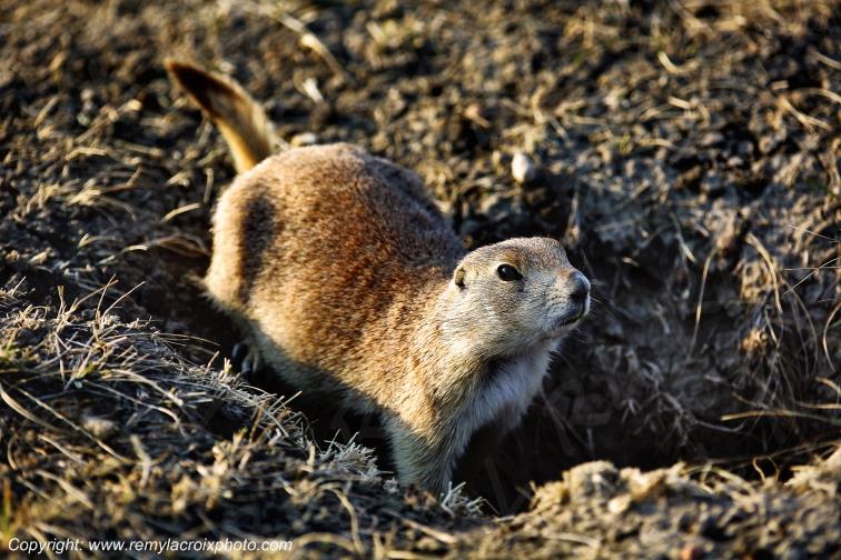 Prairie dog Chien de prairie Castle Butte Saskatchewan Canada www.remylacroixphoto.com