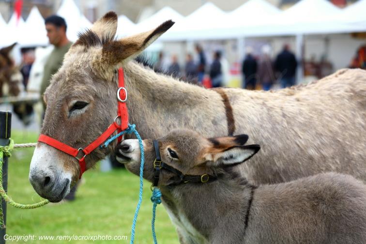 Foire aux �nes Ligni�res Cher Centre Val de Loire France