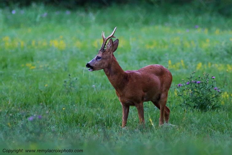 Chevreuil brocard Tranzault Indre Centre Val de Loire France www.remylacroixphoto.com