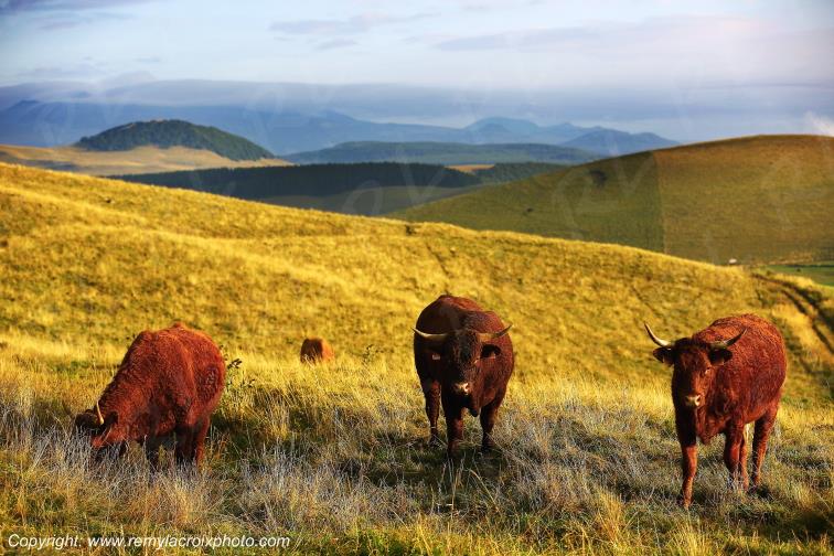 C�zallier La Godivelle vaches Salers Puy de D�me Auvergne Rh�ne-Alpes France www.remylacroixphoto.com