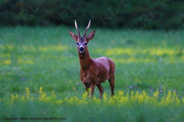 Chevreuil brocard Tranzault Indre Centre Val de Loire France www.remylacroixphoto.com