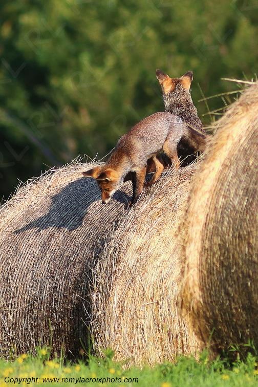 Renard roux Val de Bouzanne Indre Berry Centre Val de Loire France www.remylacroixphoto.com