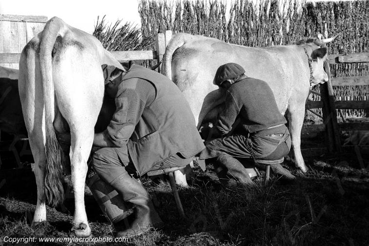 La traite des vaches,buron du Th�ron,Aubrac,Loz�re,France