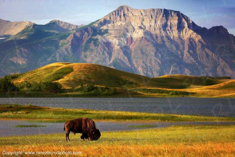 Buffalo Waterton Lakes National Park Alberta Canada www.remylacroixphoto.com